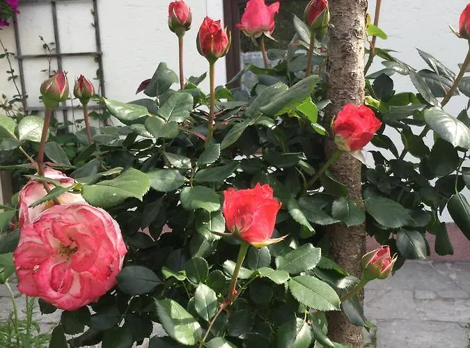 Jugendgastehaus Oberau Penzion